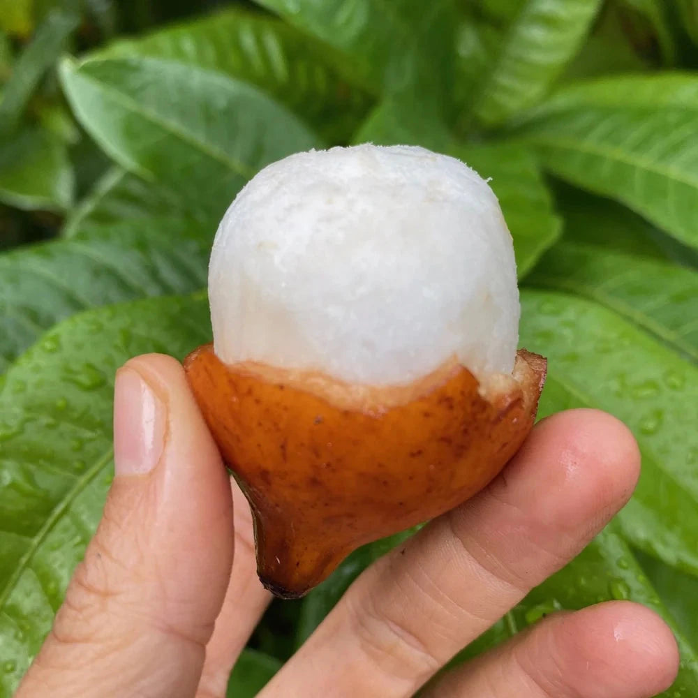 Achachairú – Exotische Frucht mit süß-säuerlichem Fruchtfleisch Exoten Obstwelt