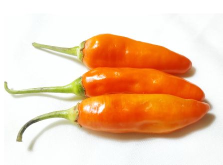Aji Amarillo Chili – Fruchtige Schärfe für peruanische Klassiker chili Obstwelt