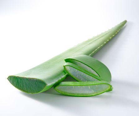 Aloe Vera Blätter – Frisches Gel für Hautpflege, Drinks & mehr Exoten Obstwelt