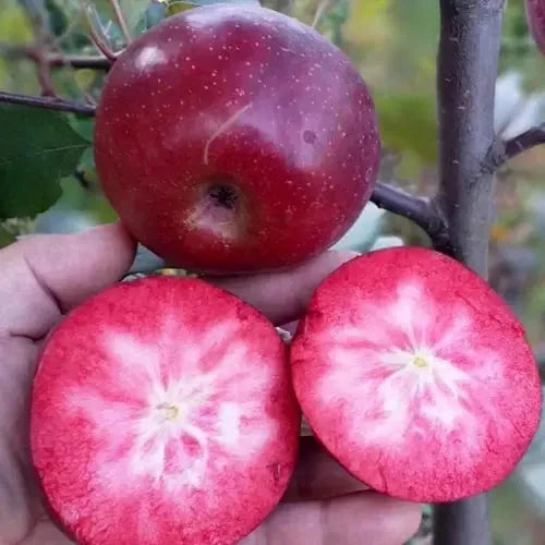 Apfel Red Love – Saftig-süß mit leuchtend rotem Fruchtfleisch Obstwelt