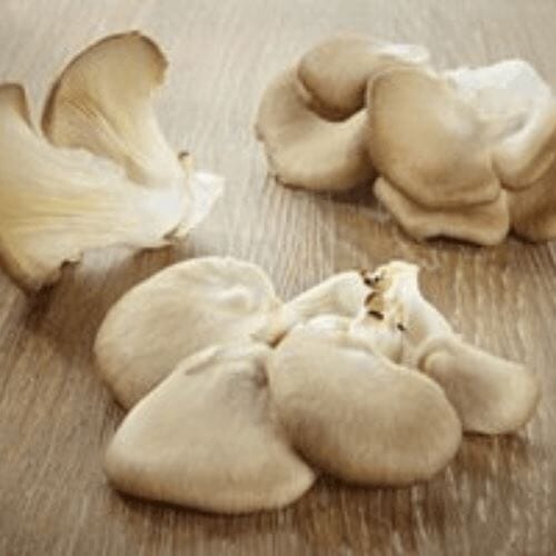 Austernpilze – Aromatische Pilze für besondere Gericht Pilze Obstwelt