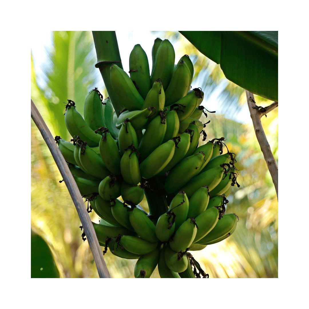 Bananenstaude – Exotisches Highlight für besondere Anlässe Exoten Obstwelt