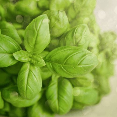Basilikum – Aromatisches Kraut für mediterrane Küche Gewürz Obstwelt