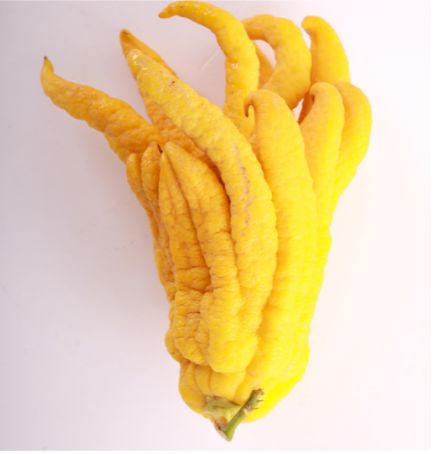 Buddha Hand – Duftende Zitrusfrucht für Aroma, Tee & Dekoration Exoten Obstwelt