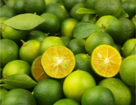 Calamansi Früchte für Drinks, Marinaden und asiatische Küche