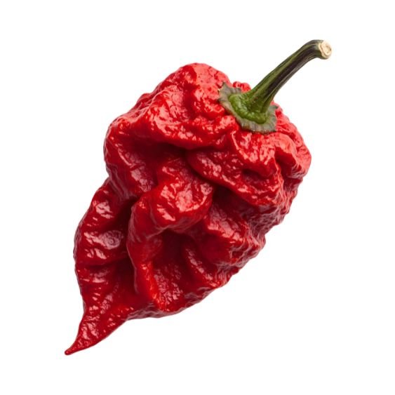 Frische Carolina Reaper Chilis für Hot-Sauce und Chiliöl