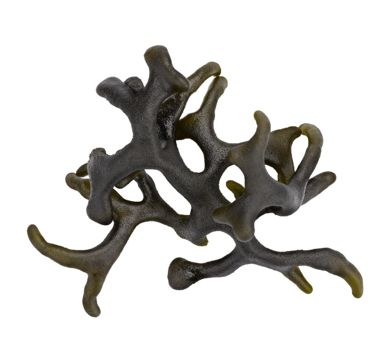 Codium Blue – Die Meereszutat für außergewöhnliche Kreationen See Gemüse Obstwelt