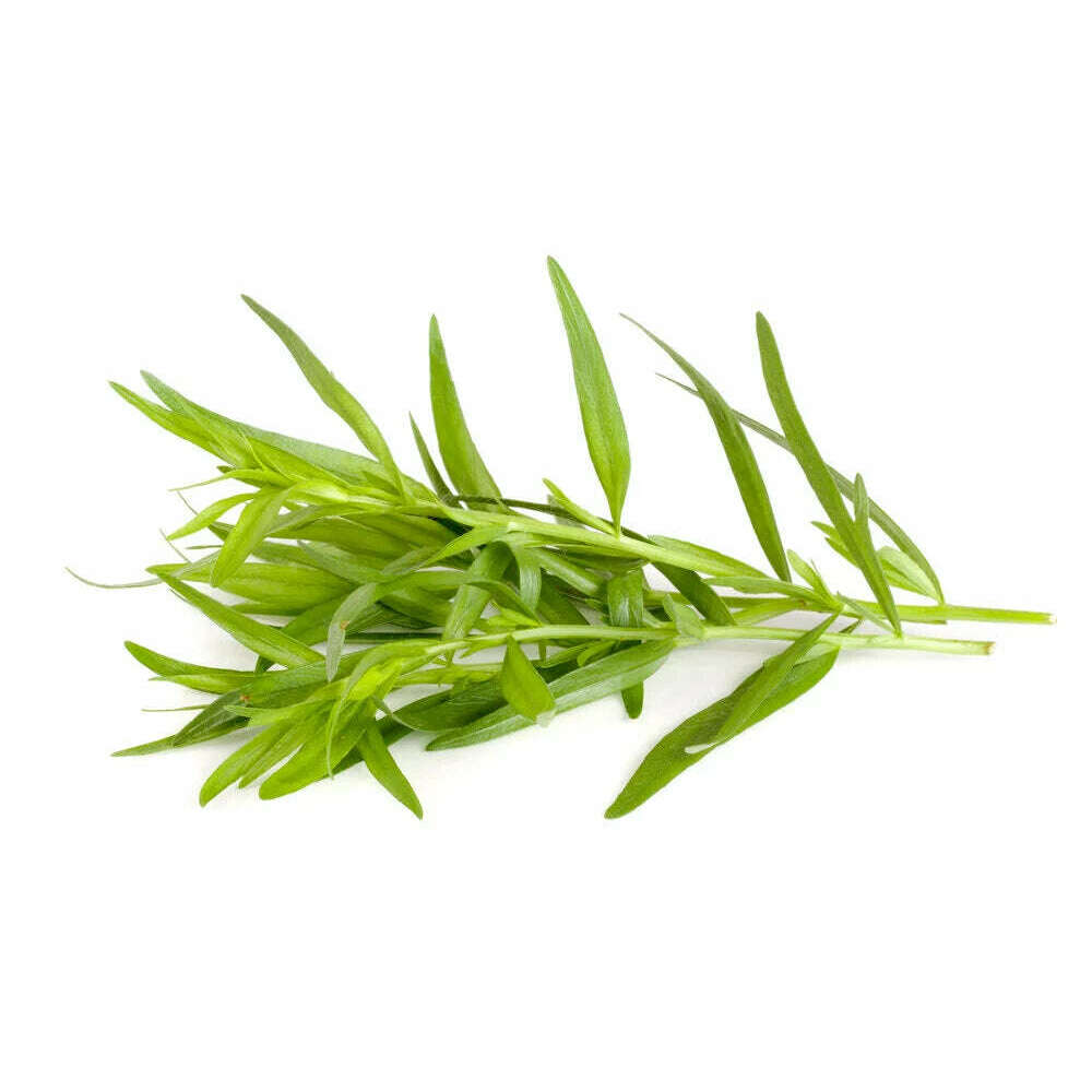 Estragon – Würziges Kraut für feine Rezepte Gewürz Obstwelt