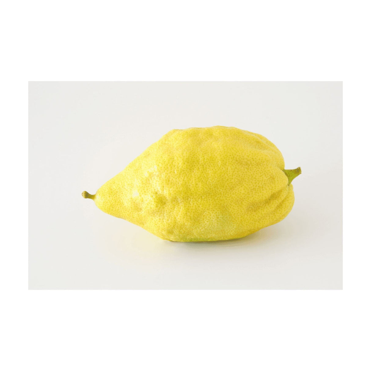 Etrog – Aromatische Zitrusfrucht Exoten Obstwelt