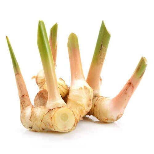 Frische Galanga-Wurzel – Exotische Wurzel Exoten Obstwelt