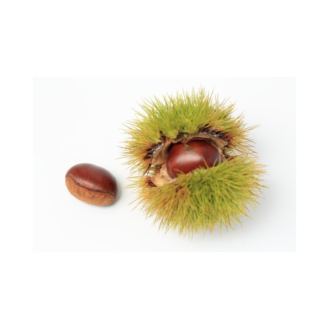 Frische Maronen / Esskastanien – Nussiger Herbstgenuss Obst Obstwelt