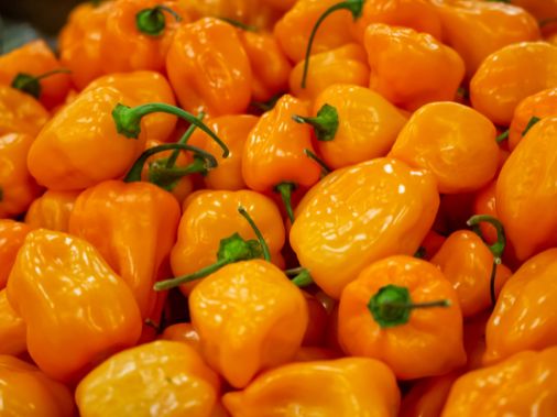 Gelbe Habanero – Fruchtig-scharfe Chili für Mutige & Profis chili Obstwelt