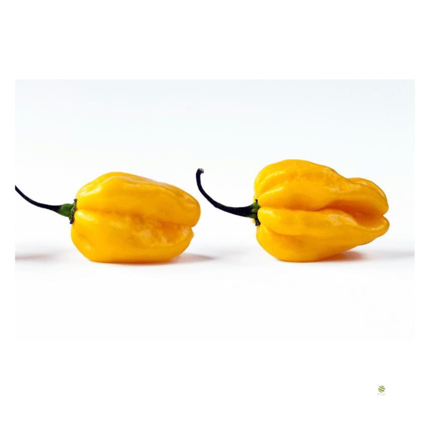 Frische gelbe Habanero Chilis für Hot-Sauce, Salsa und Curry