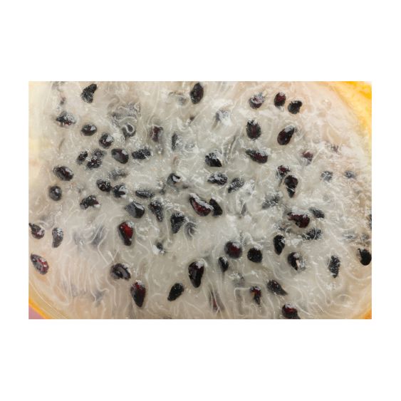 Gelbe Pitahaya – Süße Drachenfrucht für exotischen Genuss Exoten Obstwelt