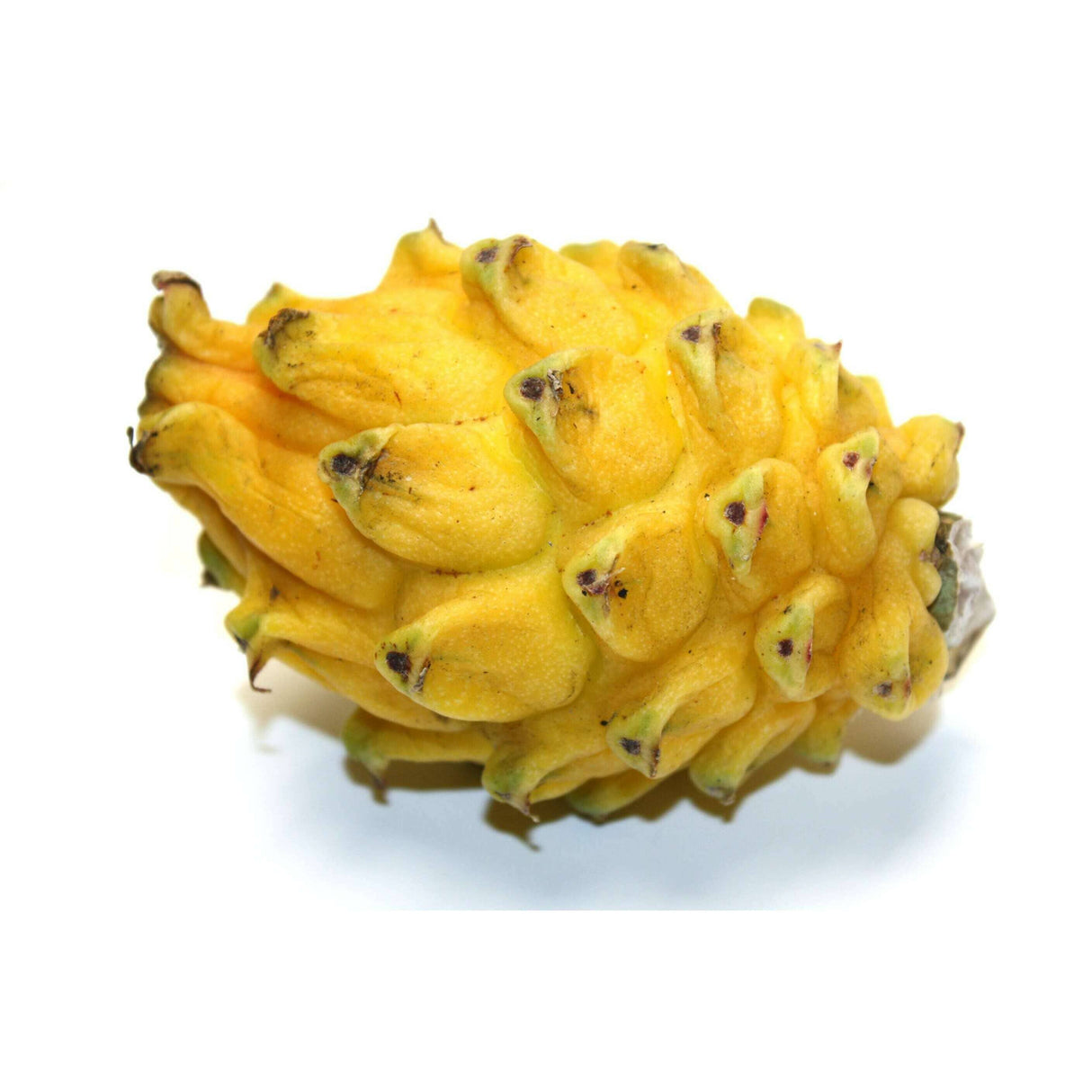 Gelbe Pitahaya – Süße exotische Frucht Exoten Obstwelt