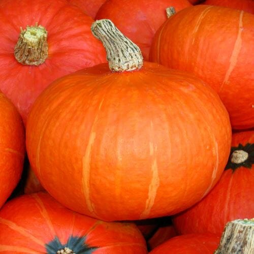 Hokkaido Kürbis – Nussiges Aroma Gemüse Obstwelt