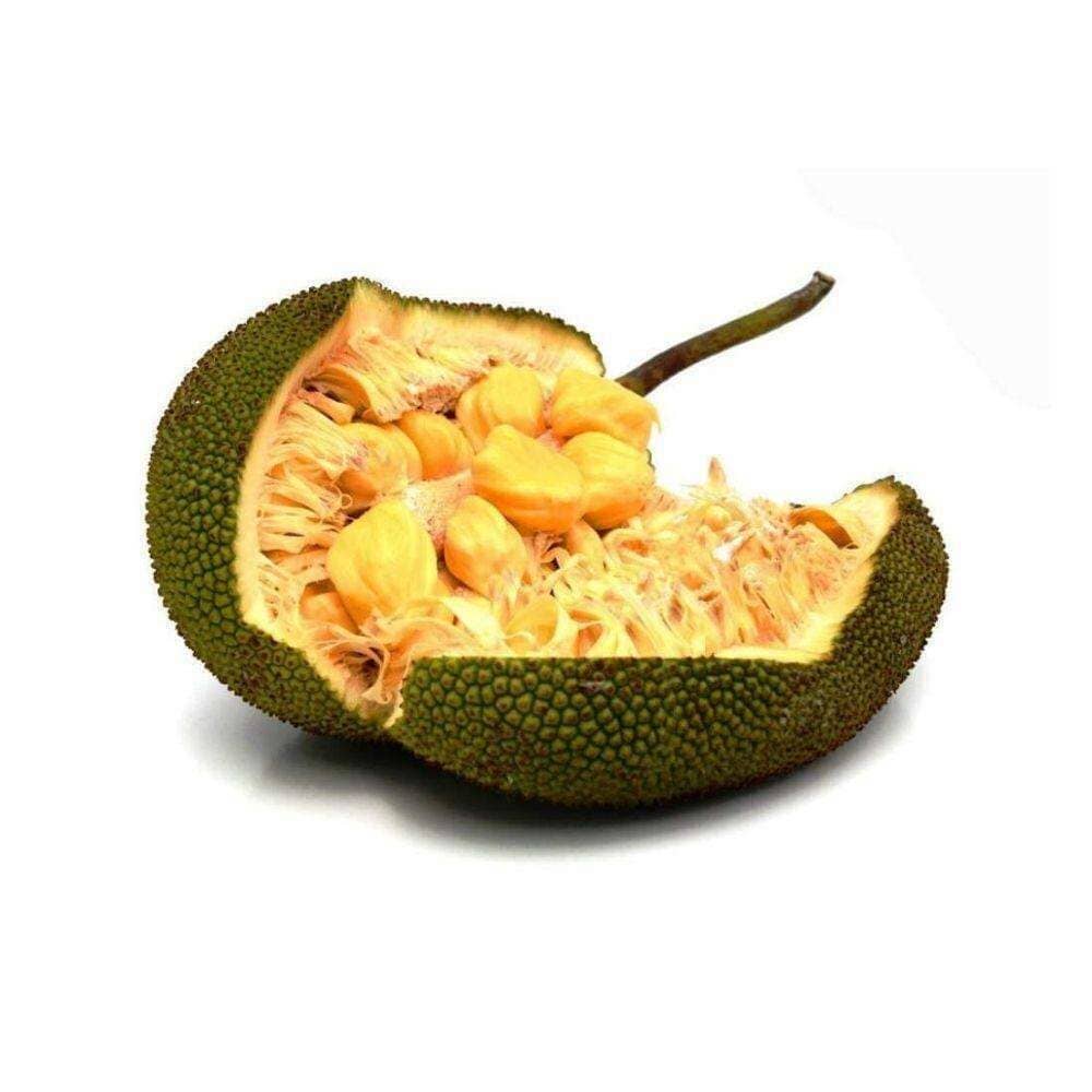 Jackfrucht – Exotische Frucht Exoten Obstwelt