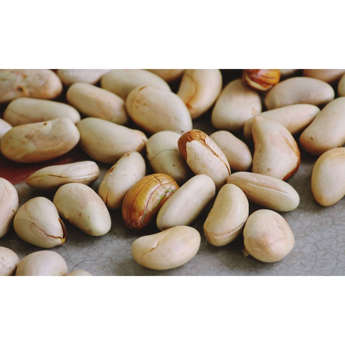 Jackfrucht Kerne – Exotische Proteinquelle Exoten Obstwelt