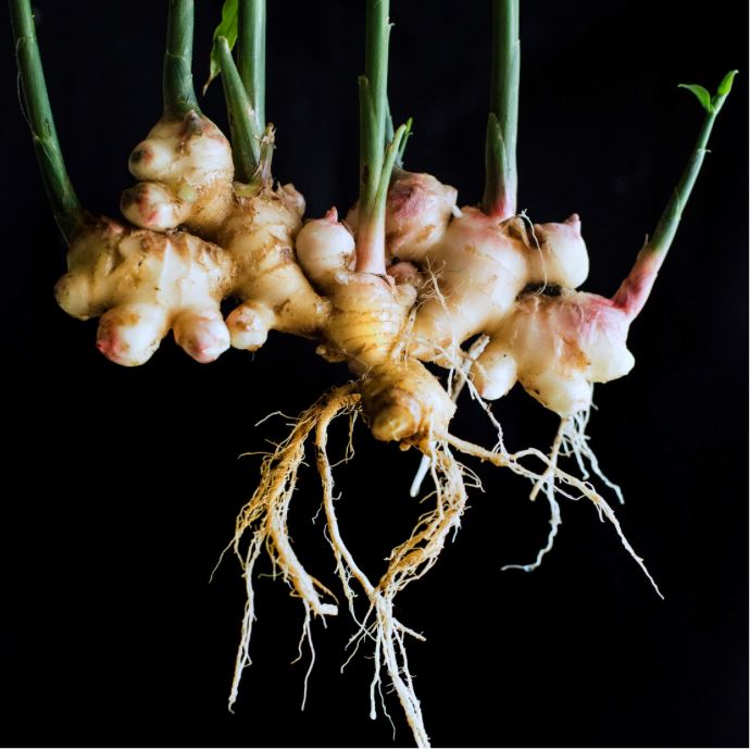 Junger Ingwer aus Brasilien – Zarte Würze Exoten Obstwelt
