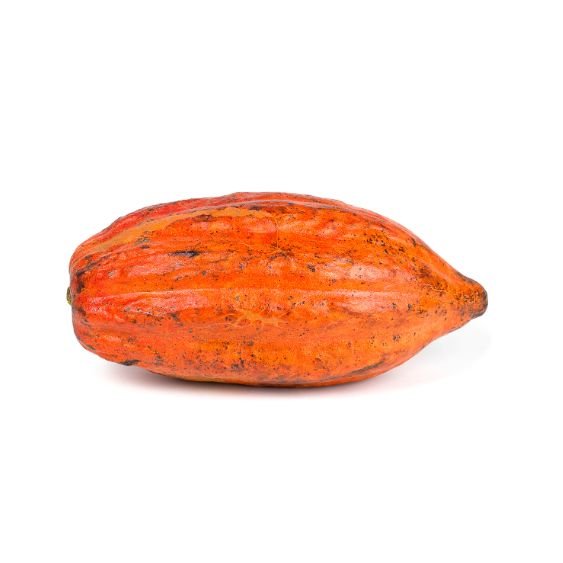 Kakaofrucht – Exotische Frucht mit dem Ursprung von Schokolade Exoten Obstwelt
