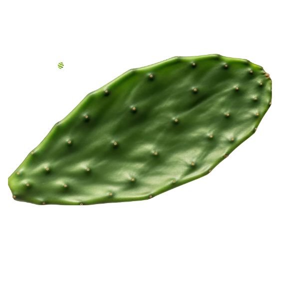 Kaktusblätter Nopales – Exotisch & gesund für Veggie-Küche Exoten Obstwelt