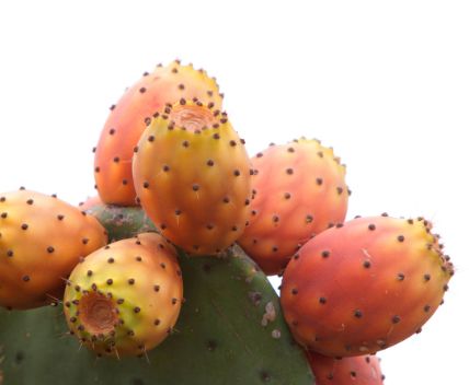 Kaktusfeige – Exotisch, süß & vitaminreich für Genießer Exoten Obstwelt