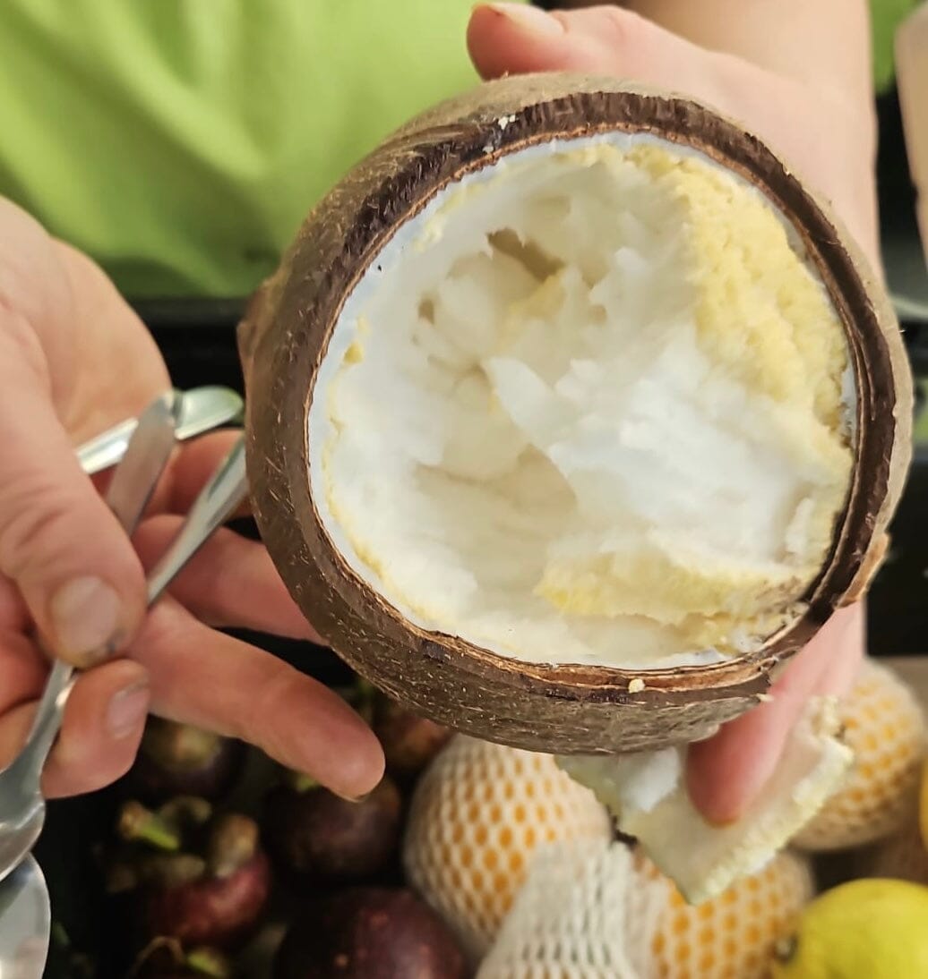 Kokosnuss Tombong – Gekeimte Kokosnuss mit süß-schaumigem Kern Exoten Obstwelt