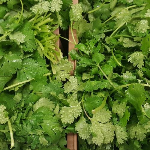Blattkoriander als frisches Würzkraut für Currys, Suppen und Salsa