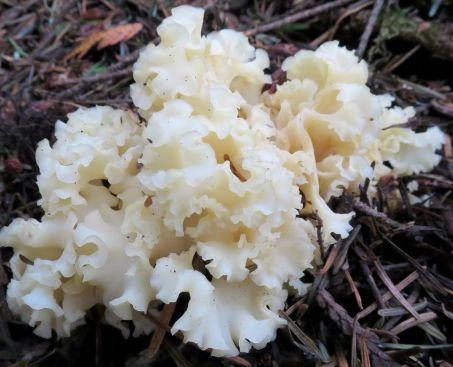 Krause Glucke – Wildpilz-Rarität mit nussigem Aroma & Biss Pilze Obstwelt
