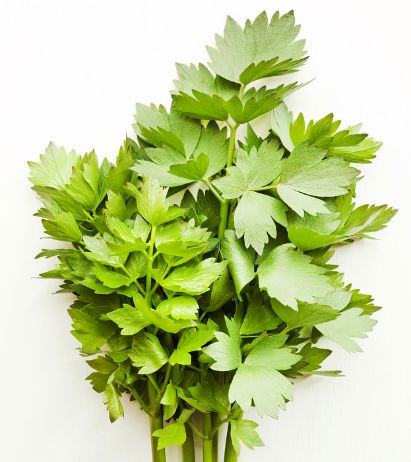 Liebstöckel – Würziges Maggikraut für Suppen & Eintöpfe Gewürz Obstwelt