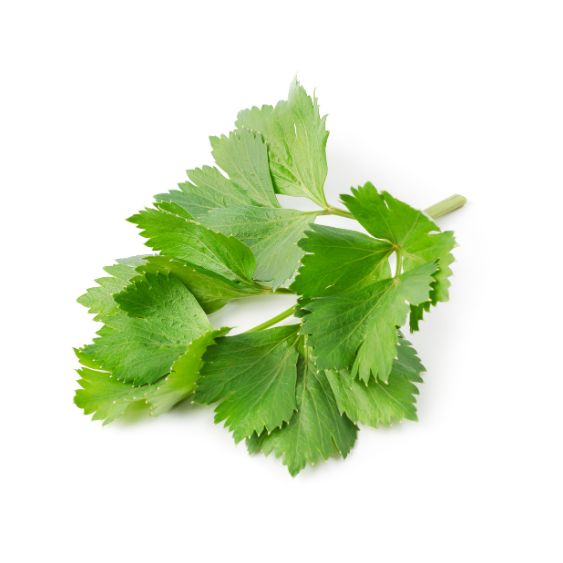 Liebstöckel – Würziges Maggikraut für Suppen & Eintöpfe Gewürz Obstwelt