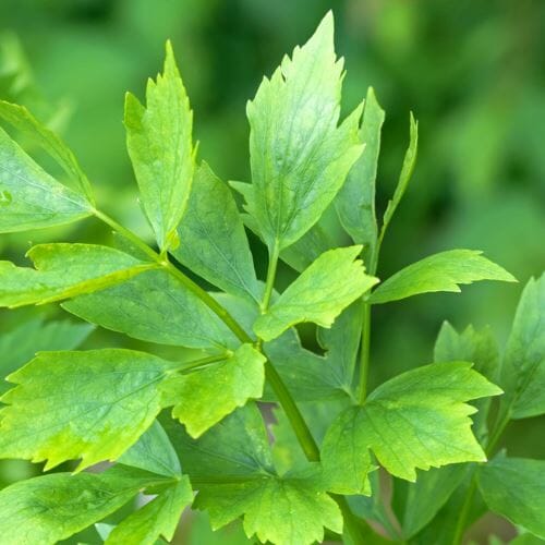 Liebstöckel (Maggikraut) – Aromatisches Kraut für deftige Gerichte Gewürz Obstwelt