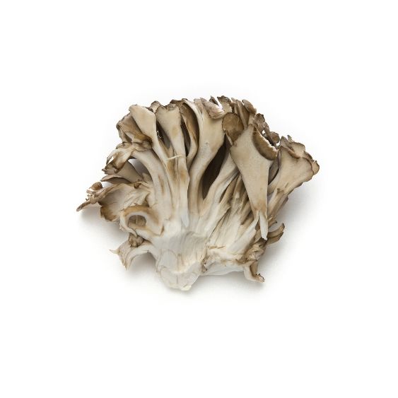 Maitake Pilze – Edle Vitalpilze für feine & gesunde Gerichte Pilze Obstwelt