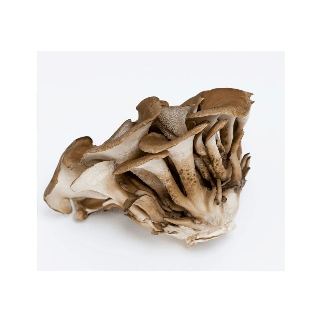 Maitake Pilze – Gesunde und aromatische Pilze für feine Gerichte Pilze Obstwelt