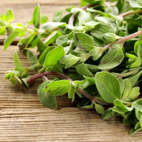 Majoran – Würziges Kraut für traditionelle Rezepte Gewürz Obstwelt