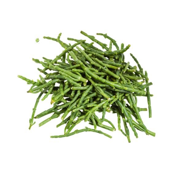 Meeresbohnen (Salicornia) – Knackig-salzig für Fisch & Deko See Gemüse Obstwelt
