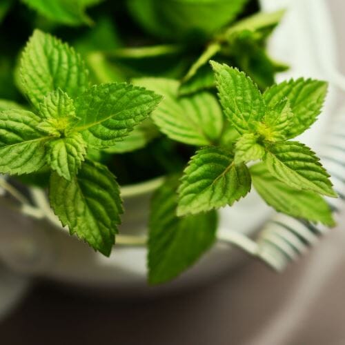 Minze – Aromatisches Kraut für erfrischende Rezepte Gewürz Obstwelt