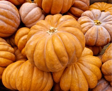 Muskatkürbis – Aromatisch & vielseitig für Suppe, Ofen & Püree Gemüse Obstwelt