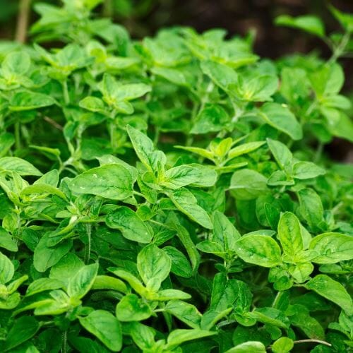 Oregano – Würziges Kraut für mediterrane Rezepte Gewürz Obstwelt