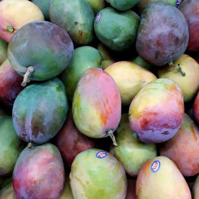 Osteen Mango – Aromatisch-süße Premium-Mango aus Spanie Exoten Obstwelt