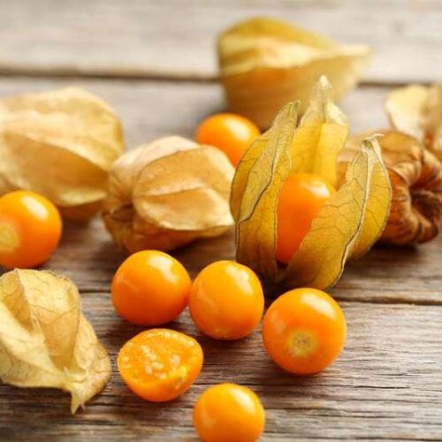 Physalis – Exotische Beeren Exoten Obstwelt