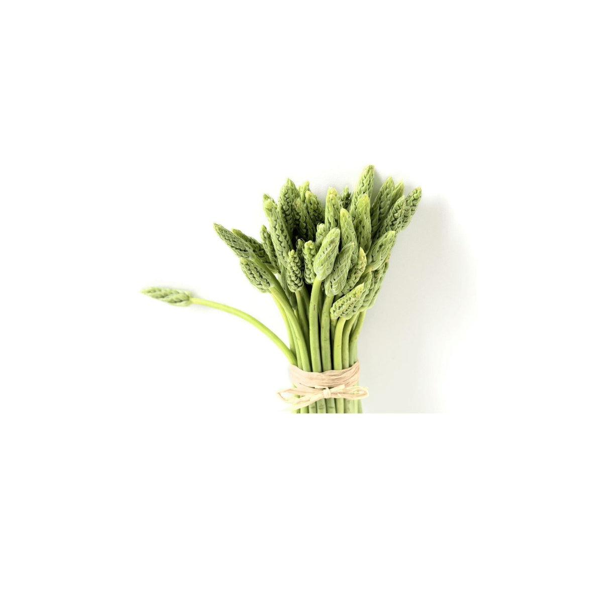 Premium Wildspargel Exoten Obstwelt