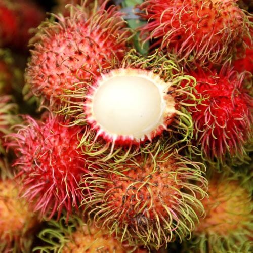 Rambutan – Exotische, süße Frucht Exoten Obstwelt