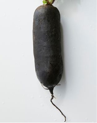 Rettich Lang Schwarz – Würziges Wurzelgemüse mit Charakter Gemüse Obstwelt