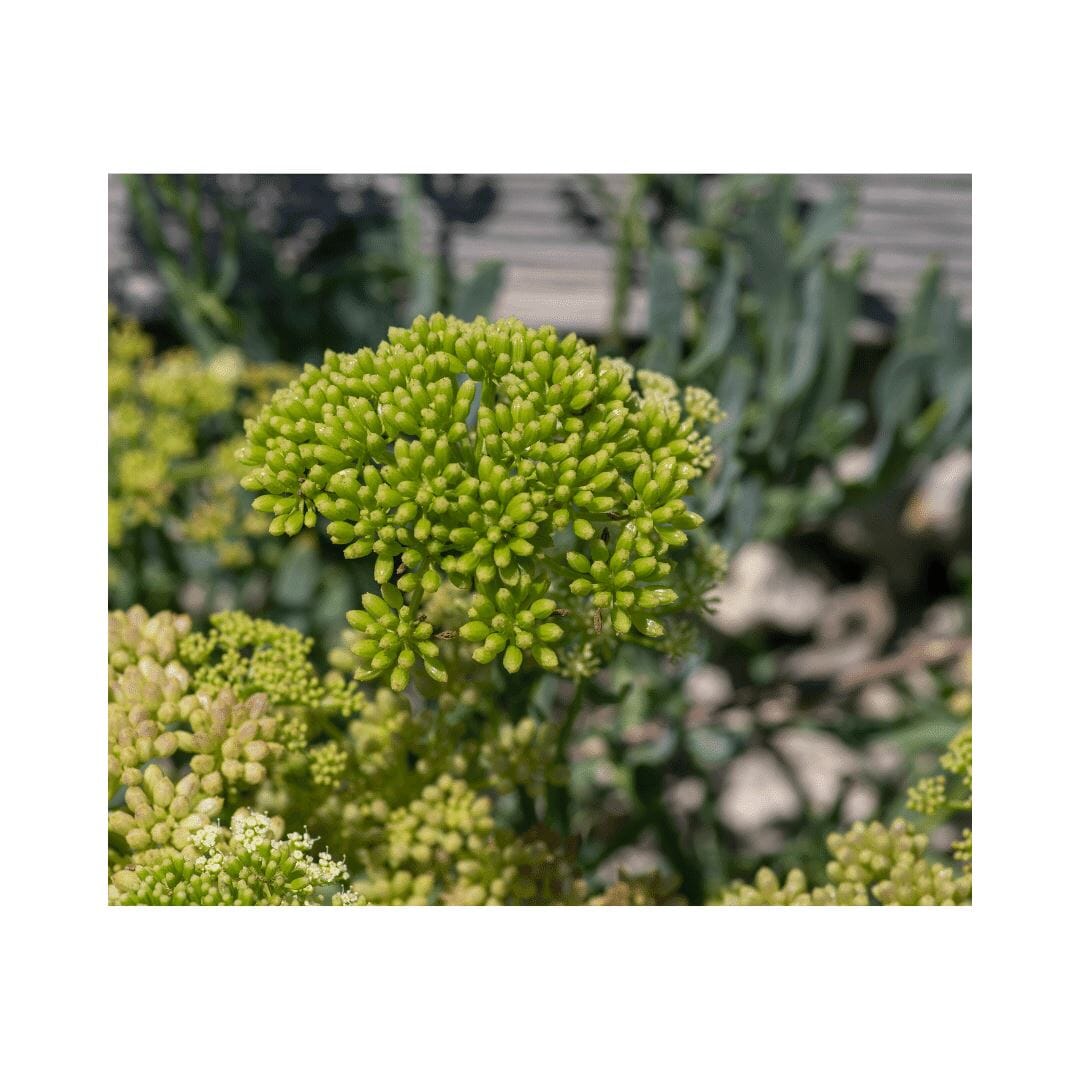 Rock Sea Fennel Blossom – Exquisite Blüten See Gemüse Obstwelt