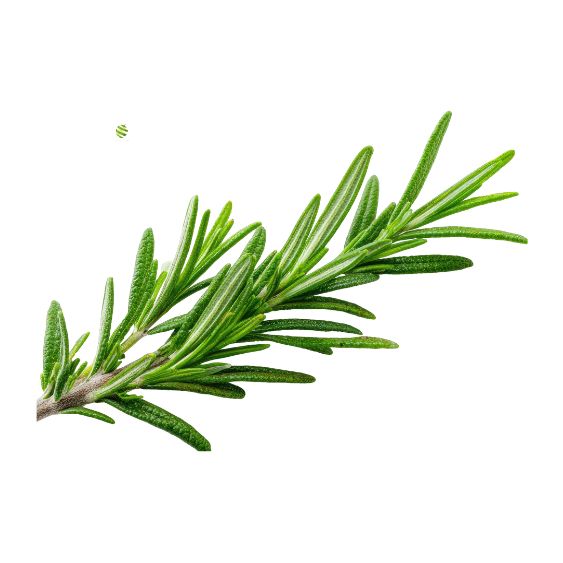 Rosmarin – Intensives Küchenkraut für Braten, Grill & Ofengemüse Gewürz Obstwelt