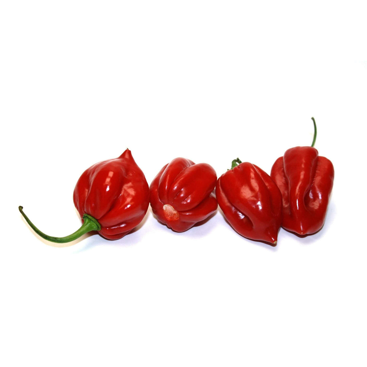 Rote Habanero – Scharfe & feurige Chilis chili Obstwelt