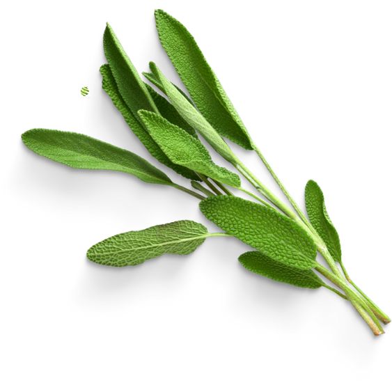 Salbei – Aromatisches Heilkraut für Küche, Tee & Hausmittel Gewürz Obstwelt