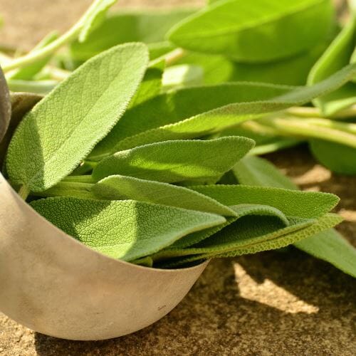 Salbei – Würziges Kraut, mediterrane und herzhafte Gewürz Obstwelt