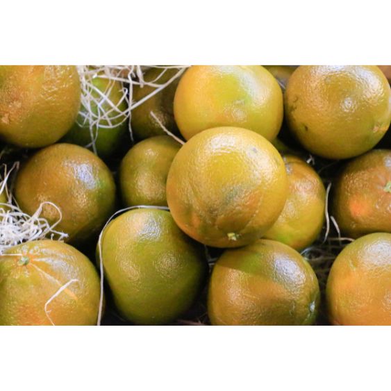 Schokoladen-Navelorangen – Seltene Zitrusfrucht mit süßem Aroma Obst Obstwelt